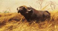 Friedrich Wilhelm Kuhnert - An African Buffalo